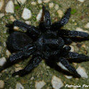Trapdoor Spider