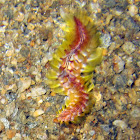 Fire Worm