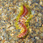 Fire Worm