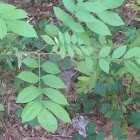 Wild Cherry Tree