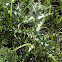 Yellow Thistle
