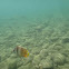 Klein's Butterflyfish