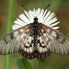 Glasswing ( Small greasy )