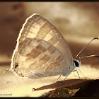 Common Cerulean