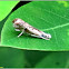 Culladia Crambid Moth