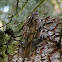 Treecreeper
