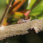 Glassy-winged Sharpshooter