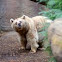 Brown bear