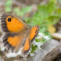 Southern Gatekeeper (female)