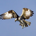 Osprey