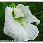 Butterfly pea