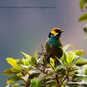 Saffron-crowned Tanager
