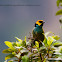 Saffron-crowned Tanager