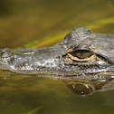Alligator