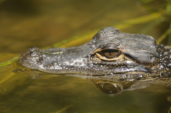 Spotting Image 1