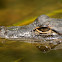 Alligator