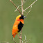 Southern Red Bishop
