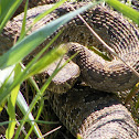 Prairie Rattlesnake