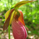 Stemless Lady's-slipper