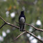 white necked jacobin