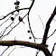 Carolina Chickadee