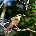 Bicolored Wren