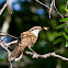 Bicolored Wren