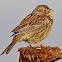 Trigeirão.. Emberiza calandra