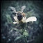 Western Honey Bee