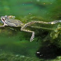 Chorus Frog