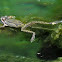 Chorus Frog