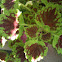 Hybrid Coleus