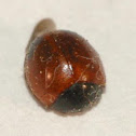 Lady Bug