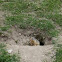 Marmot