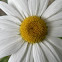 Oxeye Daisy
