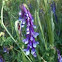 Bird Vetch