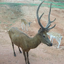 Red Deer