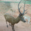 Red Deer