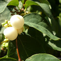 Snowberry
