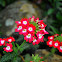 Verbena