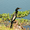 Anhinga