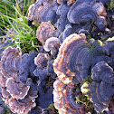 Turkey tail