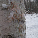 White Birch