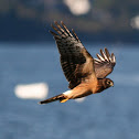 Northern Harrier