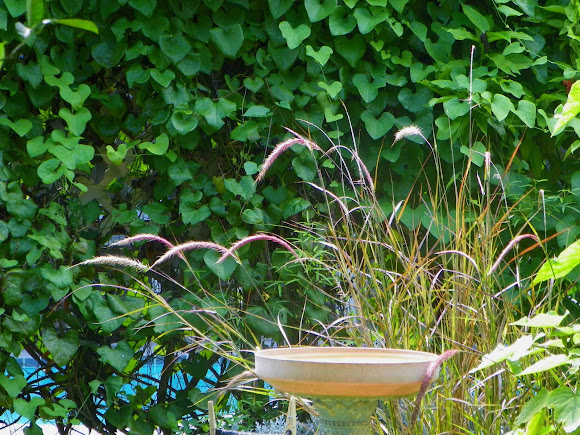 Spotting Image 1