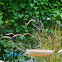 Fountain Bush