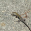 Six-lined Racerunner