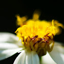 Crab spider