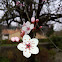 Fleur de prunus (fr)