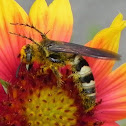Scoliid Wasp